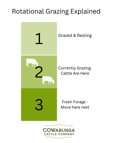 Rotational Grazing, Explained.  Area 1: grazed and resting;  Area 2: Currently grazing, cattle are here;  Area 3: fresh forage - move here next