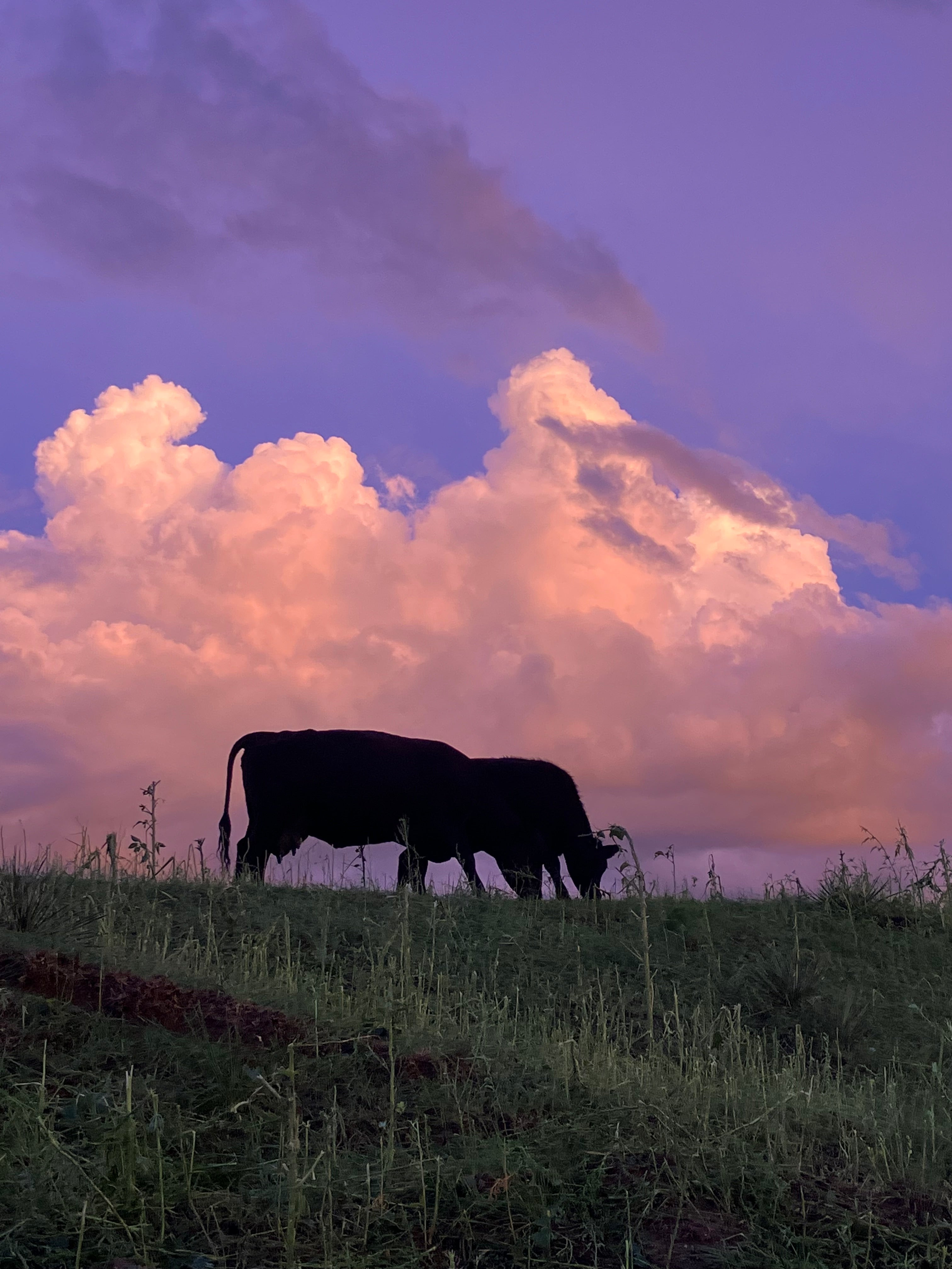 Silhouettes of two cows standing on a hill with sunset colored clouds behind them.