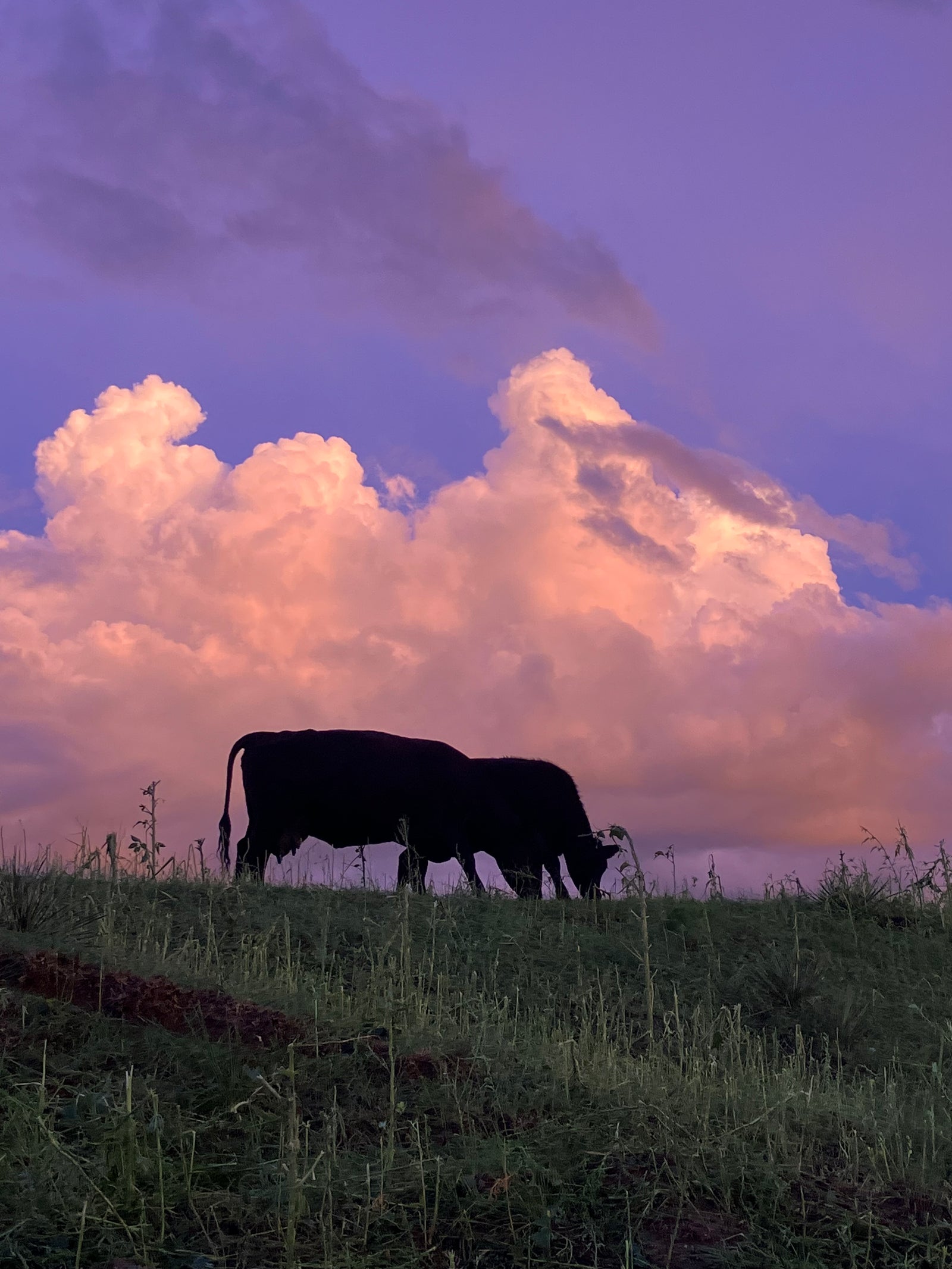 Cattle silhouette on hill with sunset-colored clouds behind them.